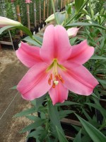 [5142 Ofuna 16 ST No02.JPG]